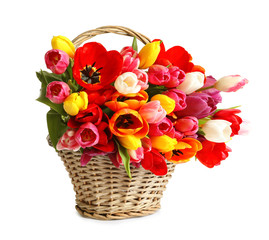 Fototapeta na wymiar Wicker basket with beautiful spring tulip flowers on white background