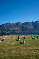 Sheep in a field in New Zealand with a view of the mountains
