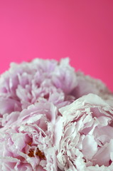 Light pink peony bouquet wrapped in tissue paper on pink background with copy space