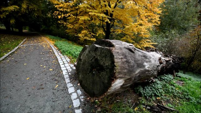 Autumnal Impressions from City Park (Fennsee) in Berlin Wilmersdorf from October 25, 2016, Germany 
