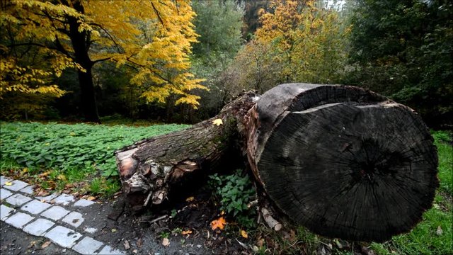 Autumnal Impressions from City Park (Fennsee) in Berlin Wilmersdorf from October 25, 2016, Germany 