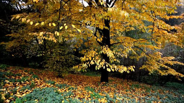 Autumnal Impressions from City Park (Fennsee) in Berlin Wilmersdorf from October 25, 2016, Germany 