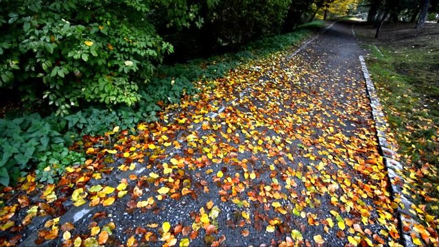 Autumnal Impressions from City Park (Fennsee) in Berlin Wilmersdorf from October 25, 2016, Germany 