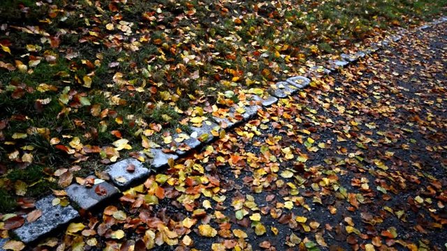 Autumnal Impressions from City Park (Fennsee) in Berlin Wilmersdorf from October 25, 2016, Germany 