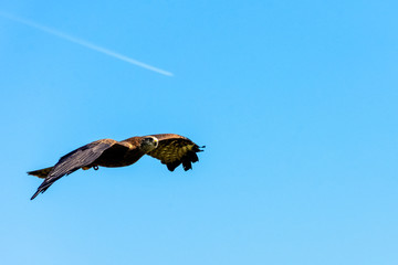 Flying red kite (Milvus milvus)