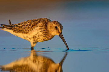 Cute water bird. Colorful nature background. Bird: Curlew Sandpiper.