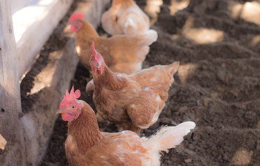 hen and chickens in farm