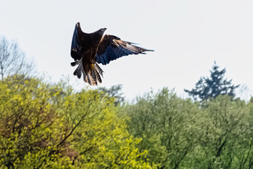 Flying red kite (Milvus milvus)