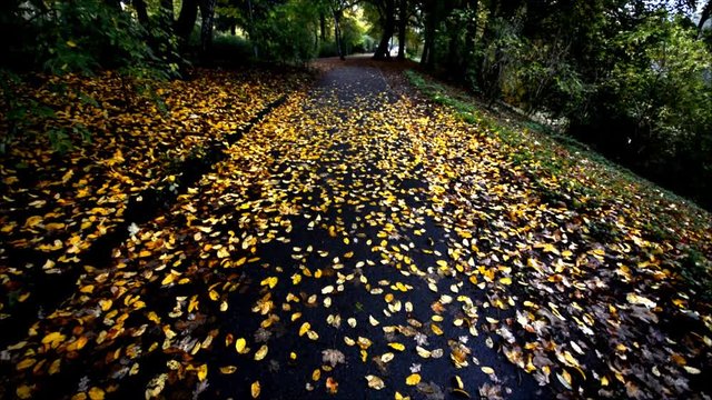 Autumnal Impressions from City Park (Fennsee) in Berlin Wilmersdorf from October 25, 2016, Germany 
