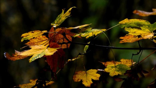 Autumnal Impressions from City Park (Fennsee) in Berlin Wilmersdorf from October 25, 2016, Germany 