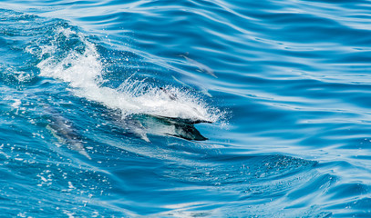 Obraz premium Pod of dolphins swimming and jumping together. Blue water. Dolphins.
