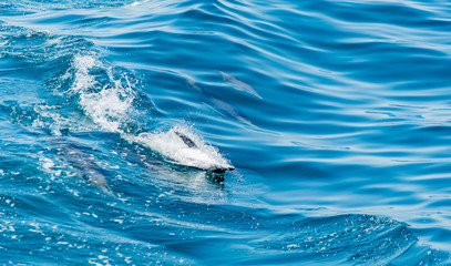 Naklejka premium Pod of dolphins swimming and jumping together. Blue water. Dolphins.