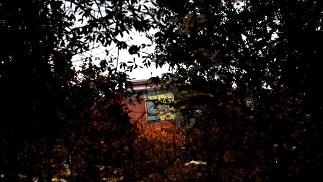 Autumnal Impressions from City Park (Fennsee) in Berlin Wilmersdorf from October 25, 2016, Germany 
