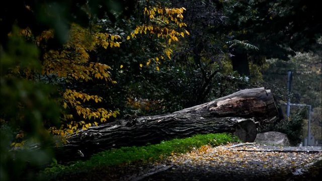 Autumnal Impressions from City Park (Fennsee) in Berlin Wilmersdorf from October 25, 2016, Germany 