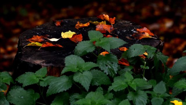 Autumnal Impressions from City Park (Fennsee) in Berlin Wilmersdorf from October 25, 2016, Germany 