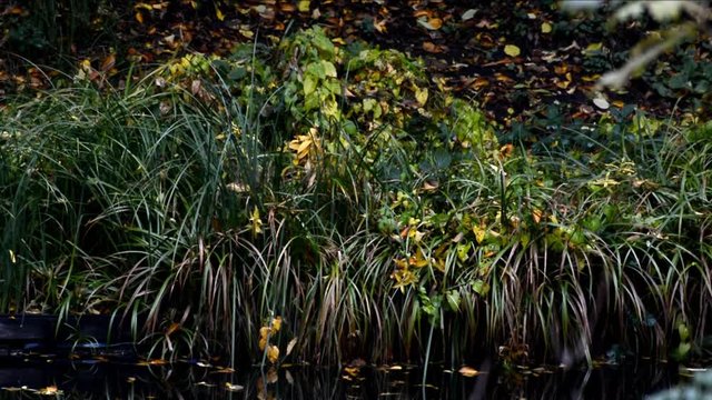 Autumnal Impressions from City Park (Fennsee) in Berlin Wilmersdorf from October 25, 2016, Germany 