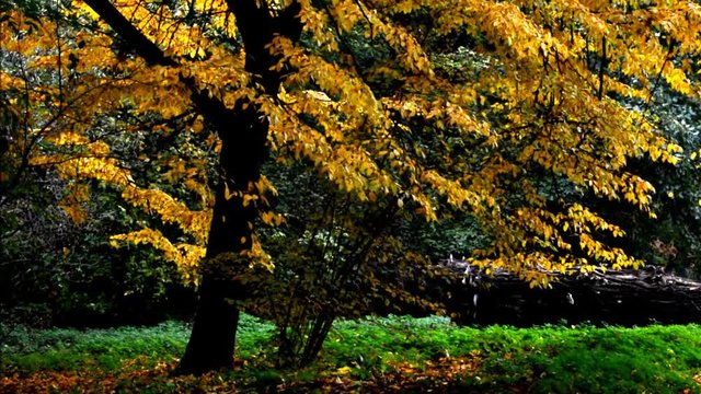 Autumnal Impressions from City Park (Fennsee) in Berlin Wilmersdorf from October 25, 2016, Germany 