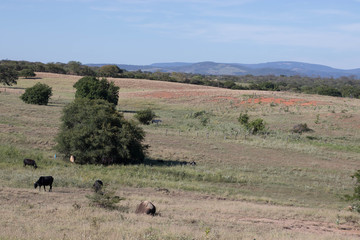 herd of cows grazing in the field