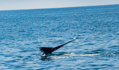 Fototapeta premium Blue Whale Tail Above the Water with Sailboat