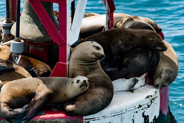Fototapeta premium Seals resting on a metal buoy in the ocean