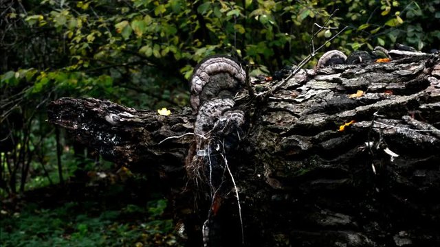 Autumnal Impressions from City Park (Fennsee) in Berlin Wilmersdorf from October 25, 2016, Germany 