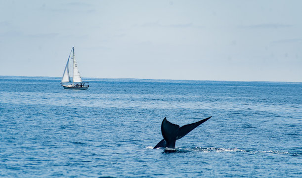 Blue Whale Tail Above the Water with Sailboat