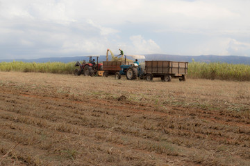 Fototapeta premium combine harvester working on wheat field