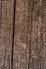 background - texture of a rotten tree