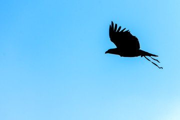 Young bald eagle (Haliaeetus leucocephalus) also known as white-headed or white-tailed eagle, sea eagle or American eagle