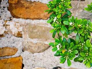 Lysimachia candida, white small wild flowers. Concept for wallpaper, print idea. Selective focus....