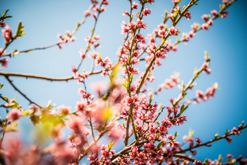 peach blossom