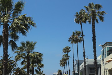 Fototapeta na wymiar palm trees in Santa Monica