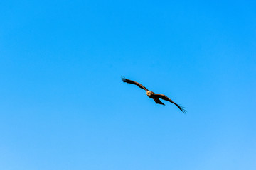 Flying black kite (Milvus migrans)