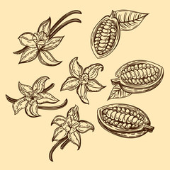 Vector hand drawn set of vanilla and cocoa beans in the engraving style.