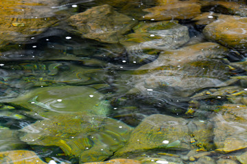 Transparent, calm and clean water of a river with rocks and stones.