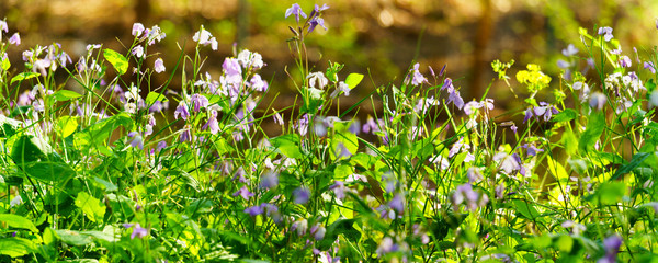 a panoramic view of wild flower and wild grass 