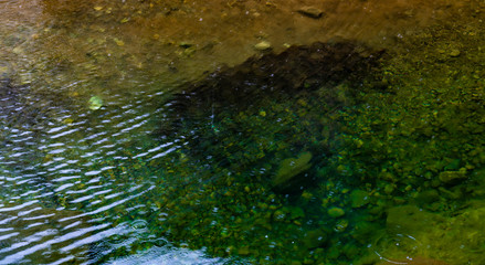 Transparent, calm and clean water of a river with rocks and stones.
