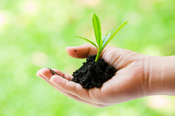 seedling in hand of kid and dad with abundance soil and blurry green background with sun light