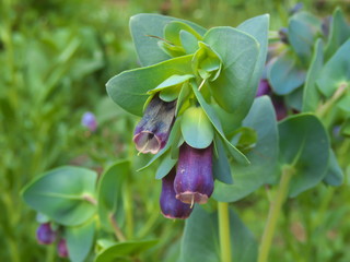 Tokyo,Japan-April 21, 2019: Cerinthe major in a garden in Tokyo