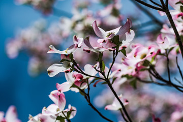 White pink and purple dogwood flowers bloom against a beautiful bright sky in spring. The dogwood tree flowers in springtime before they turn to leaves for the summer. 