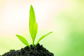seedling and abundance soil blurry green background with sun light, growth concept