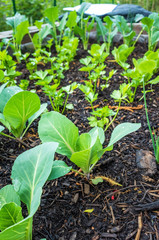Urban Gardening with raised beds