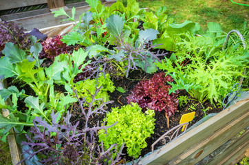 Urban Gardening with raised beds