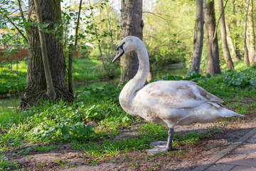 White swan in the park