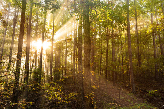 Sunlight rays beam through a foggy Arkansas pine forest. The fog allows the light rays to be shown as they pierce the dense wilderness of the Ozark Mountain woods.  