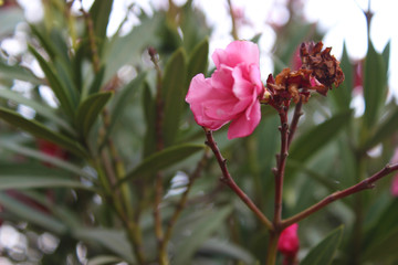 flower_and_pink