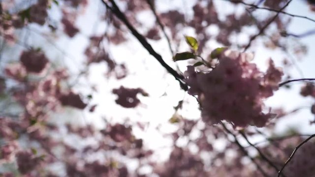 Beautiful sakura cherry blossom tree in the morning in Europe Riga Victory park - Pink and tender pastel colors of flowers and petals