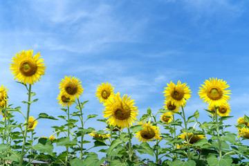 Yellow Sunflower with Blue Sky background.