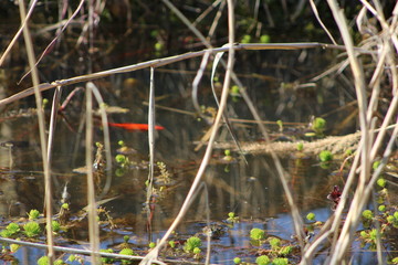 poisson rouge dans une m:are
