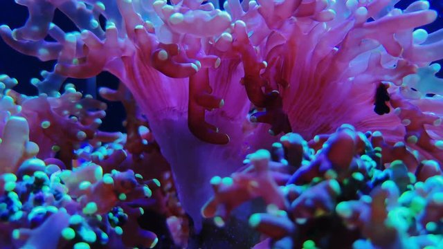 Pink tips euphyllia mushroom colony pulsing coral